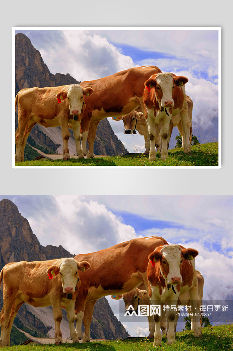 牛群动物牛高清图片素材