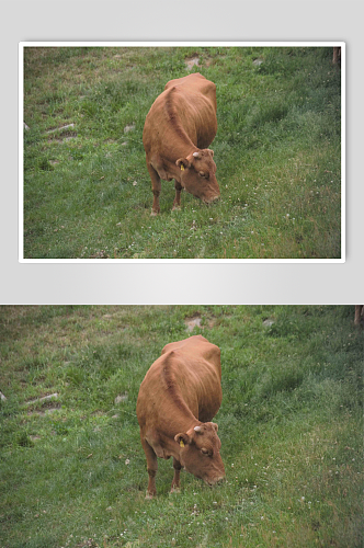 牛群动物牛吃草高清图片