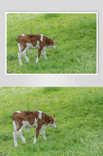高原山地动物牛高清创意摄影图片