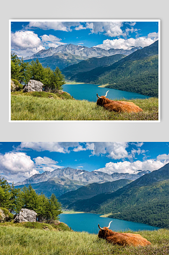高原山地动物牛高清创意摄影图片