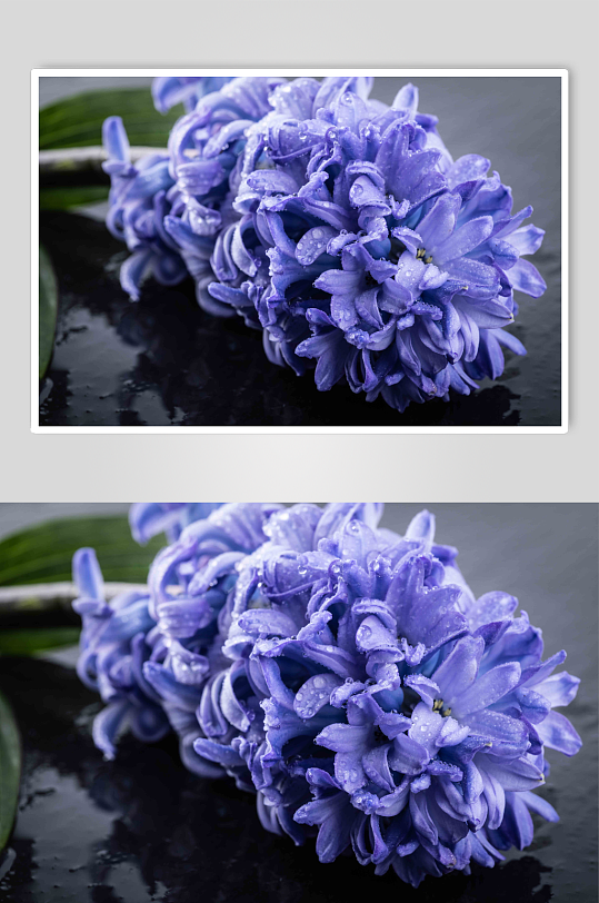 植物风信子花朵实拍特写摄影图片
