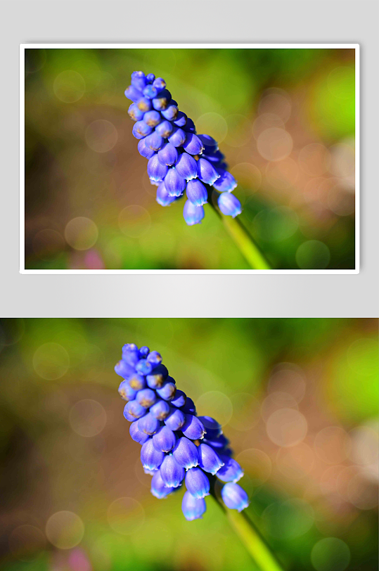 植物风信子花朵实拍特写摄影图片