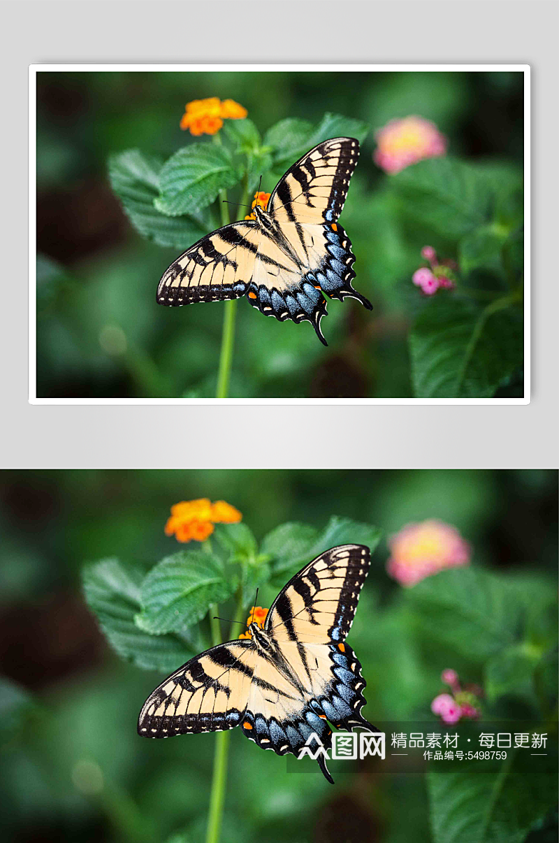 昆虫动物蝴蝶特写实拍摄影图片素材
