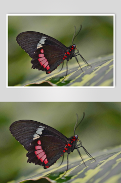 昆虫动物蝴蝶特写实拍摄影图片