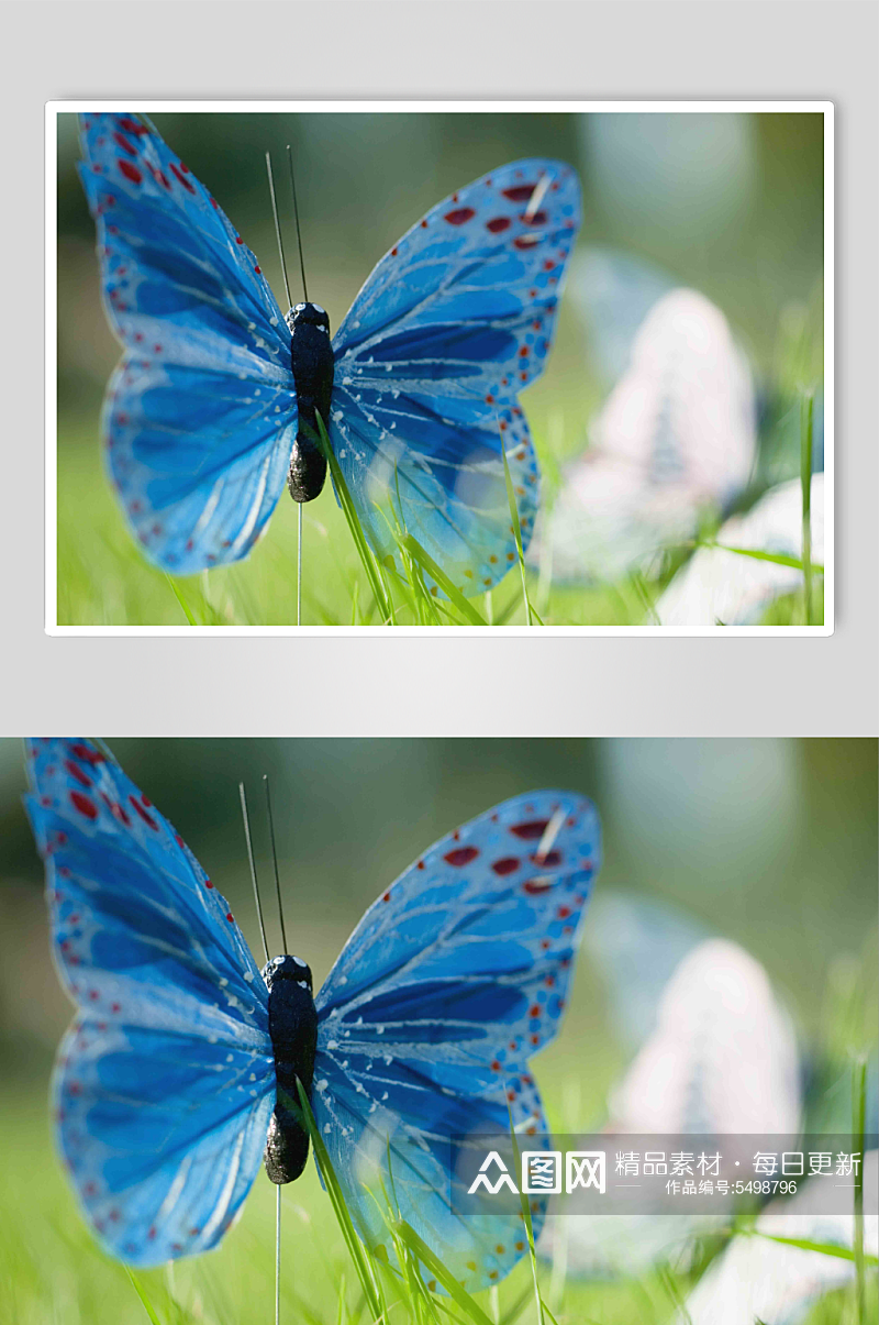 昆虫动物蝴蝶特写实拍摄影图片素材