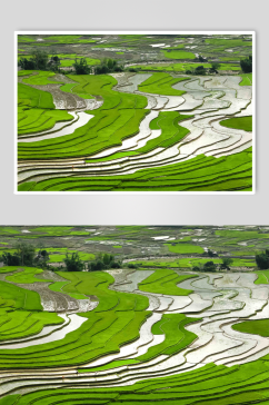 稻田稻穗俯拍风景摄影图片
