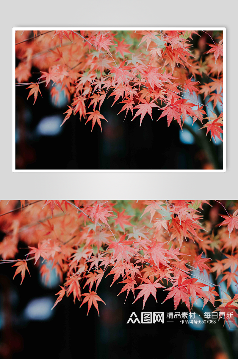 枫叶秋色摄影图片素材