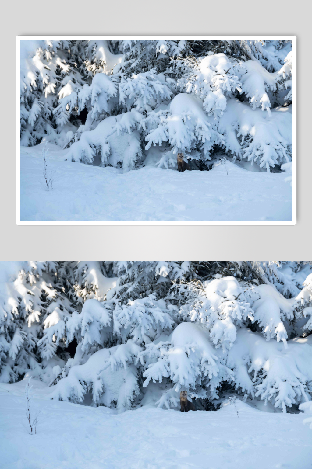 吉林长白山雪岭国家森林公园雪地上的紫貂素材