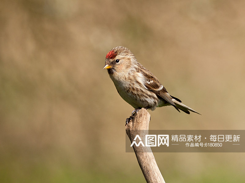 高清可爱小鸟摄影图素材