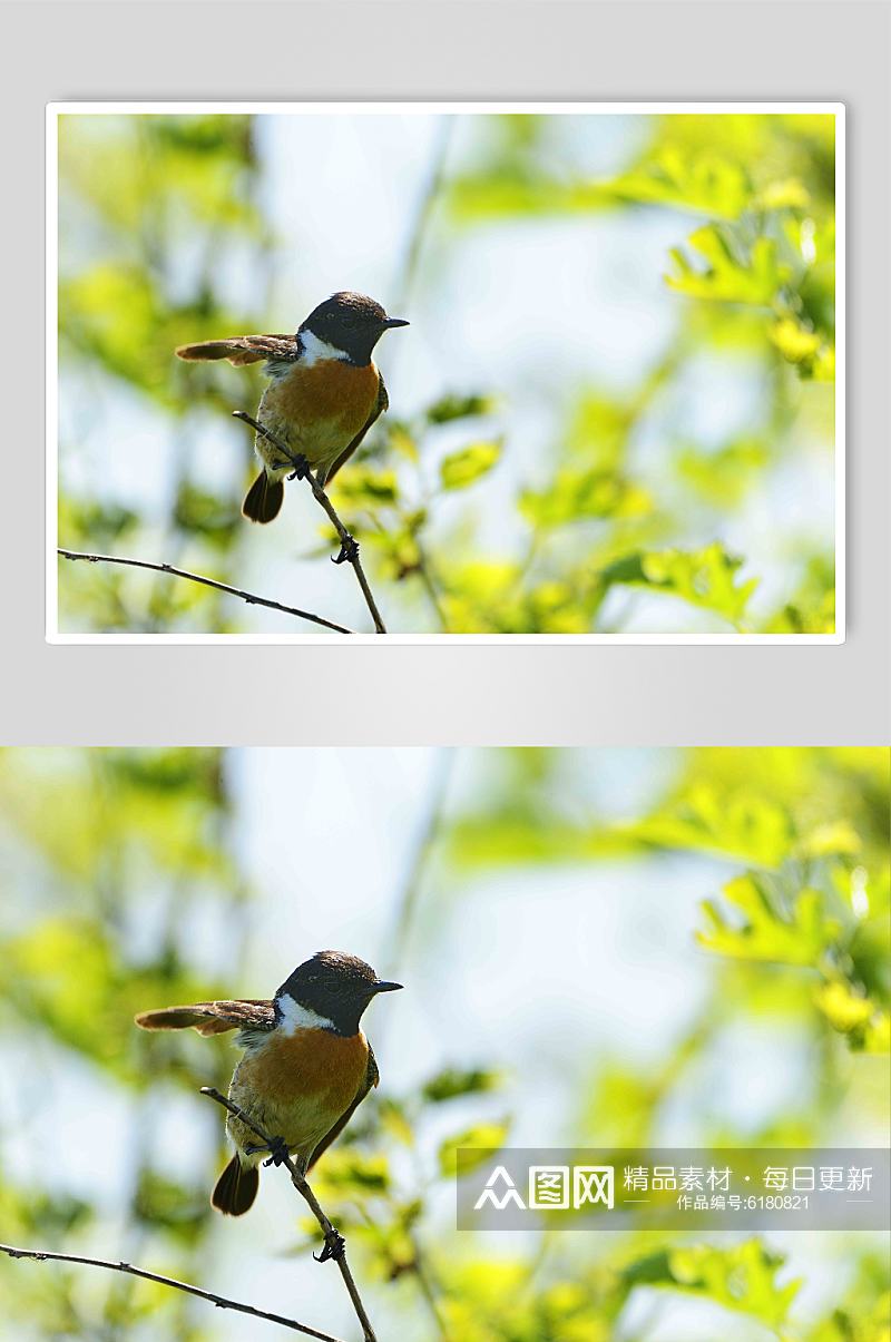 高清可爱小鸟摄影图素材