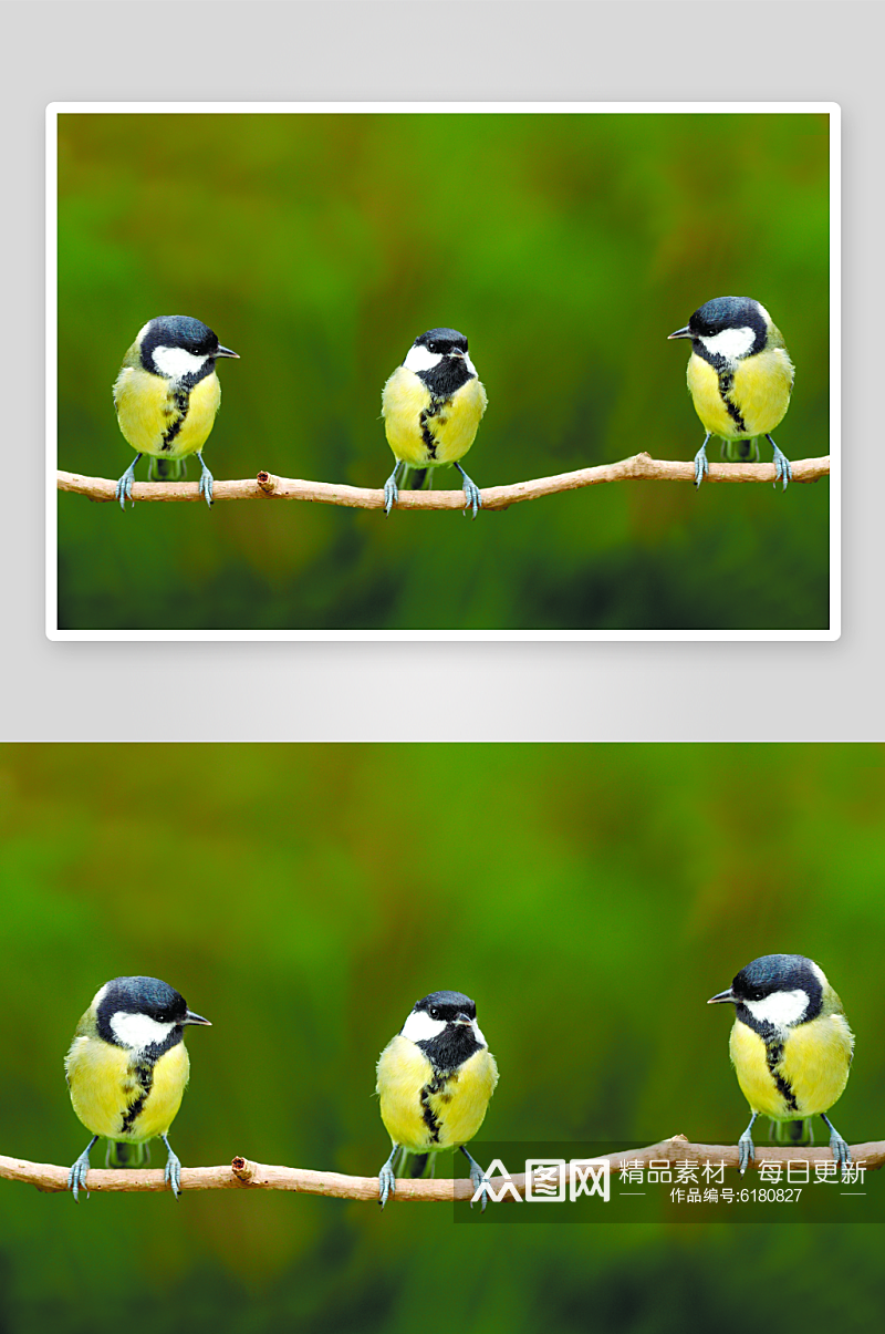 高清可爱小鸟摄影图素材