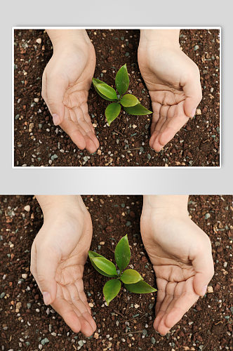 绿色树苗树芽土壤植树节物品摄影图片