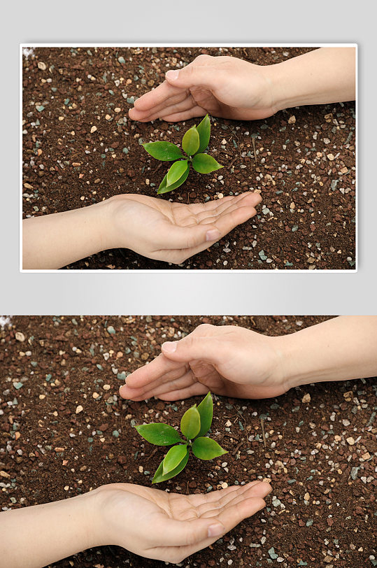 保护树苗树芽土壤植树节物品摄影图片