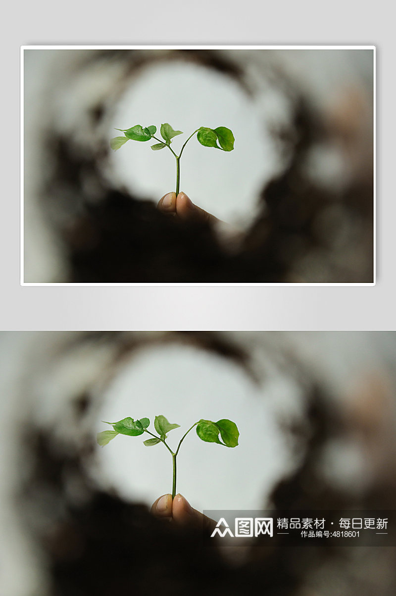 树苗树芽土壤植树节物品摄影图片素材