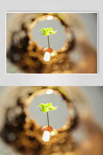 生机树苗树芽土壤植树节物品摄影图片