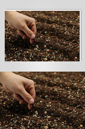 播撒种子树苗土壤植树节物品摄影图片