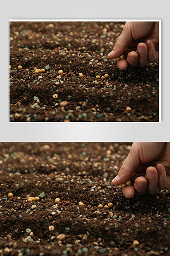 播撒种子土地土壤植树节物品摄影图片