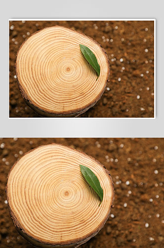 树叶树苗发芽树芽植树节物品摄影图片