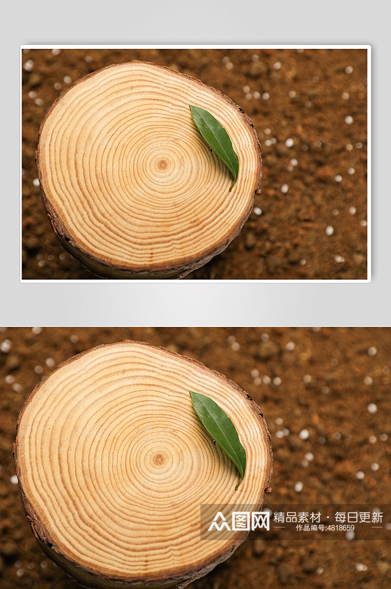 树叶树苗发芽树芽植树节物品摄影图片素材