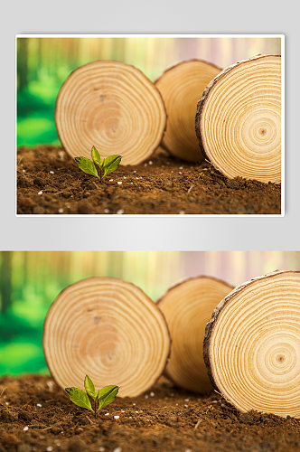 深林树苗发芽树芽植树节物品摄影图片