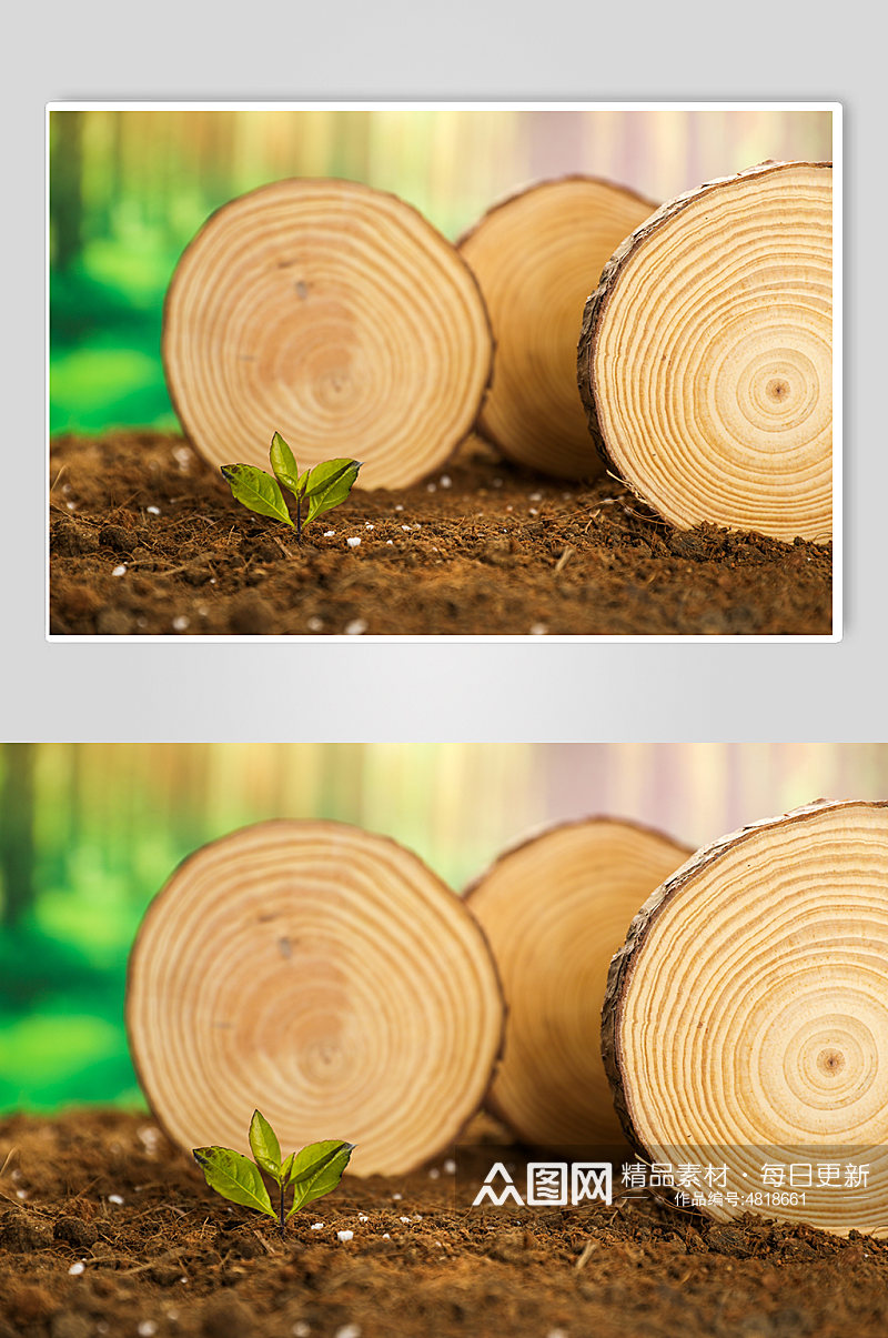 深林树苗发芽树芽植树节物品摄影图片素材
