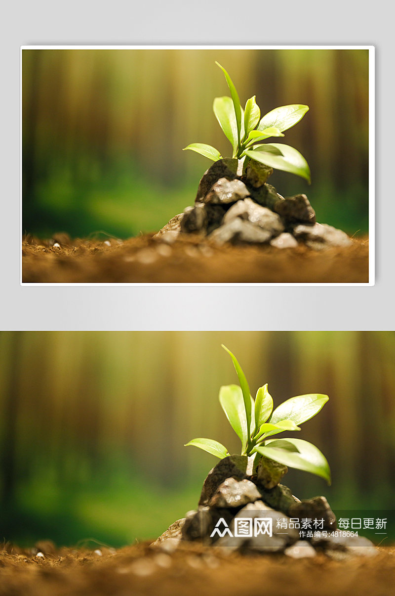 春天树叶树苗发芽植树节物品摄影图片素材