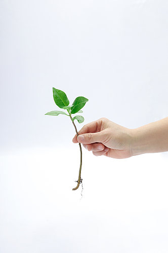 春季手拿树苗绿叶植树节物品摄影图片