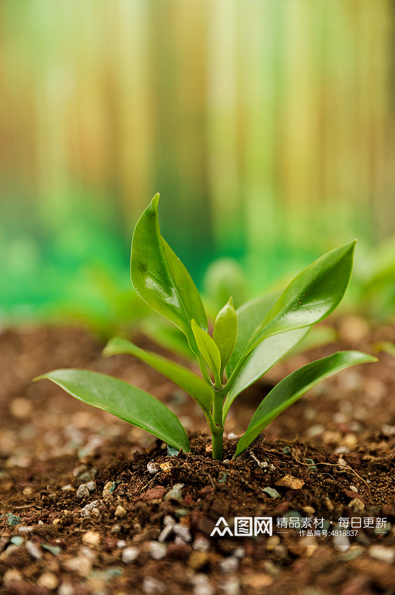 清新树苗发芽绿叶植树节物品摄影图片素材