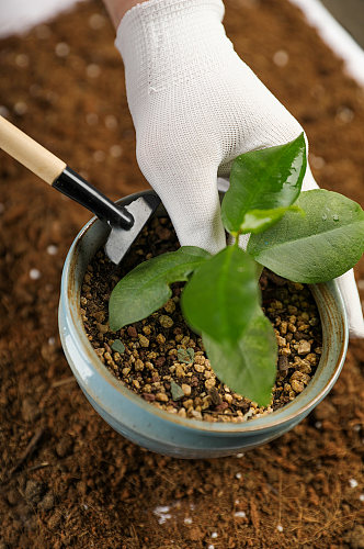 种植树苗发芽绿叶植树节物品摄影图片