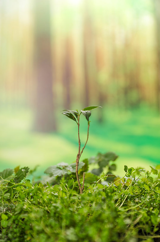 深林绿叶树苗发芽植树节物品摄影图片