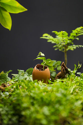 树叶树苗绿叶破壳发芽植树节物品摄影图片