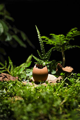 树苗破壳发芽植树节物品摄影图片