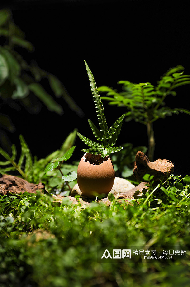 树苗破壳发芽植树节物品摄影图片素材