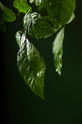 清新绿叶水滴植树节物品摄影图片