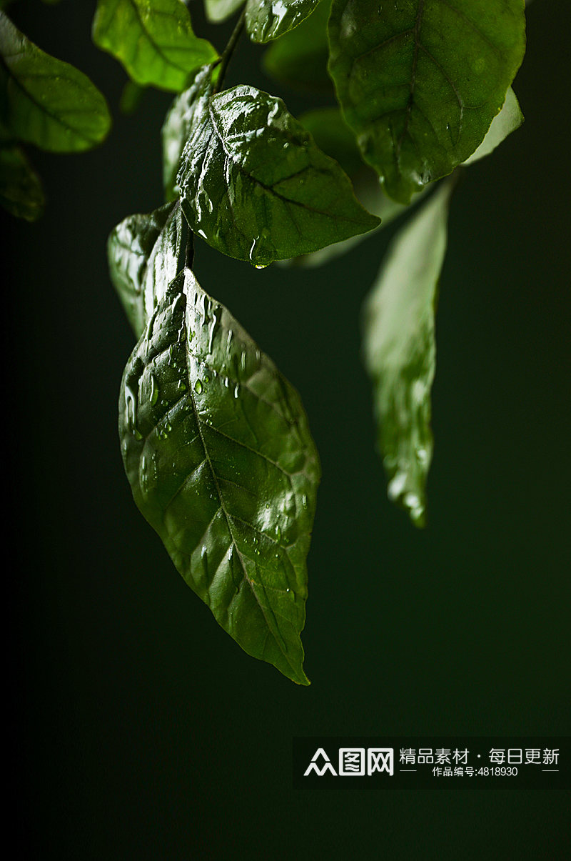 清新绿叶水滴植树节物品摄影图片素材