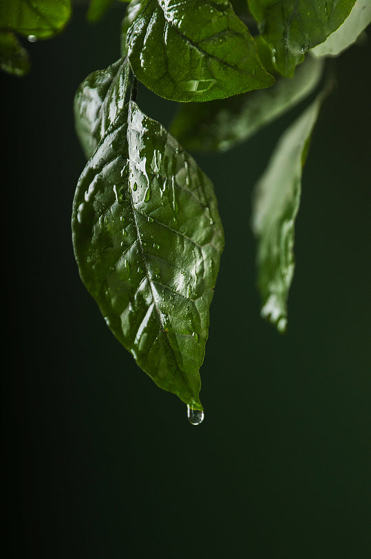 清新绿叶树叶水滴植树节物品摄影图片