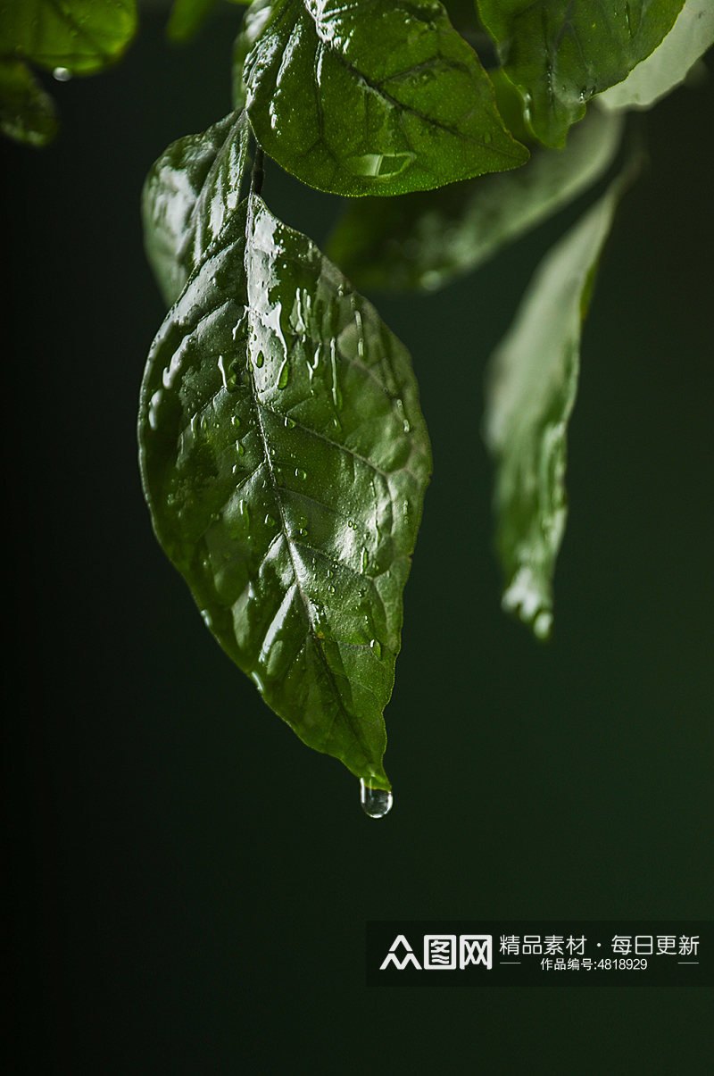 清新绿叶树叶水滴植树节物品摄影图片素材