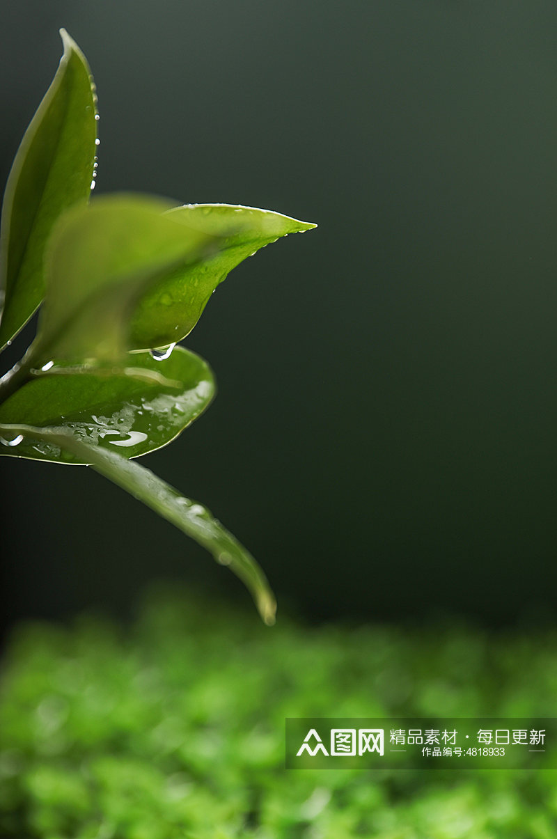 清新树叶绿叶水滴植树节物品摄影图片素材