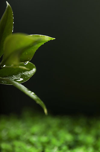 春季清新树叶绿叶水滴植树节物品摄影图片