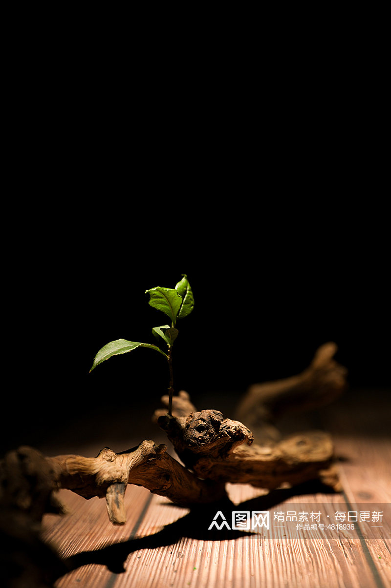 春天发芽树苗树木植树节活动物品摄影图片素材