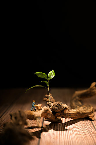 春季树苗发芽树木植树节活动物品摄影图片