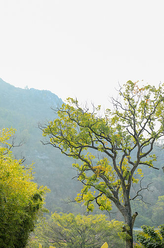 自然景观树木绿植花卉风光摄影图片