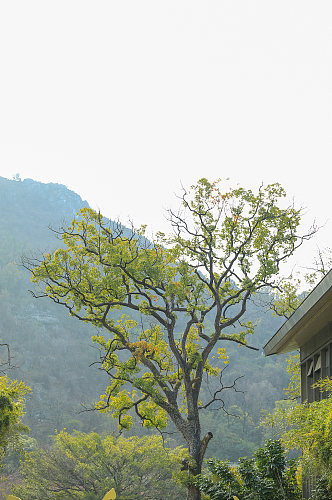 自然景观树木绿植花卉风光摄影图片