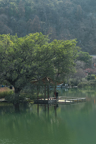 自然景观树木绿植花卉风光摄影图片