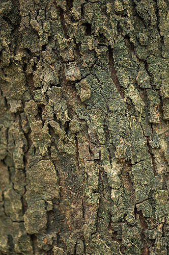 自然树皮纹理肌理元素摄影图片