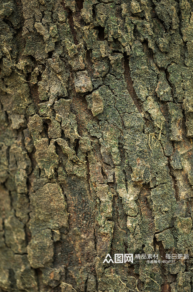 自然树皮纹理肌理元素摄影图片素材