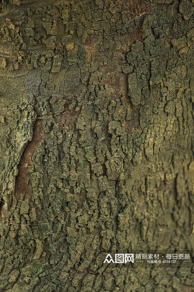 树木外层树皮纹理元素摄影图片素材