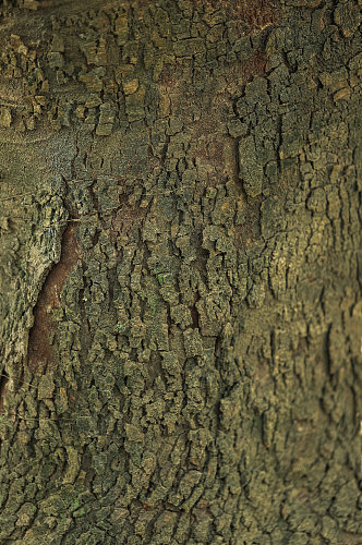 树木外层树皮纹理元素摄影图片