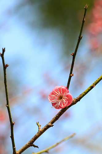 自然风光花卉鲜花绿植风景摄影图片