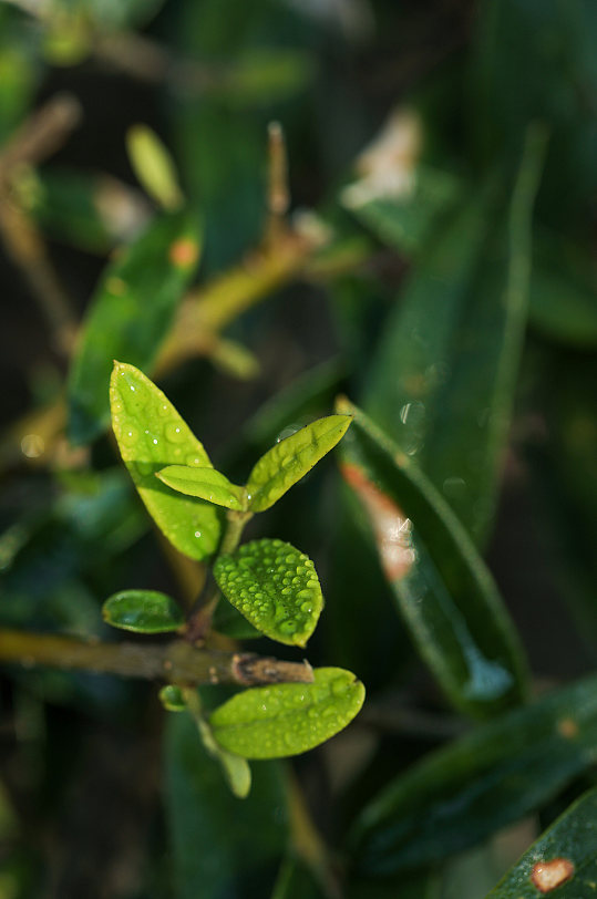 绿植树叶花卉鲜花植物元素摄影图片